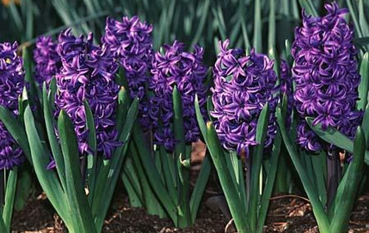 Common Hyacinth