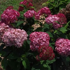 Hortensia 3