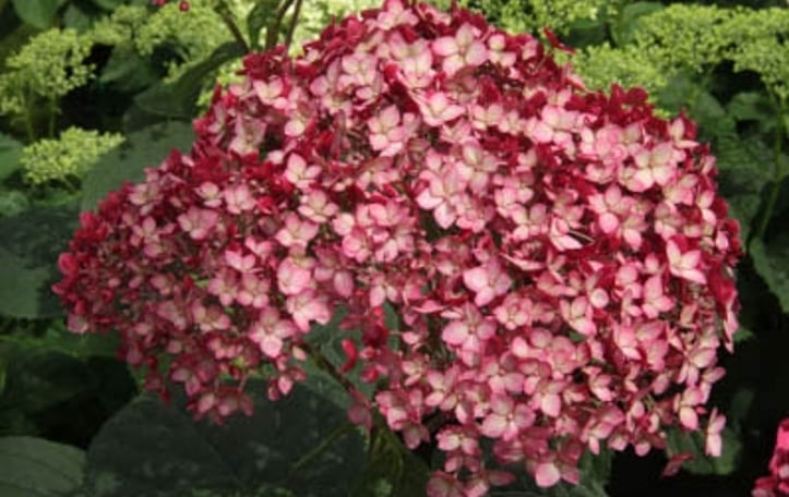Hortensia