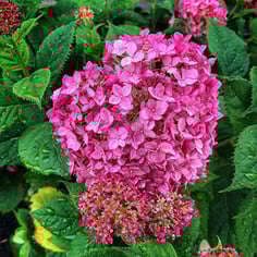 Hortensia 4
