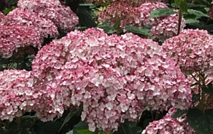 Invincibelle™ Hydrangea
