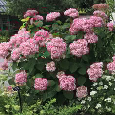 Invincibelle™ Hydrangea 2