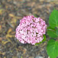 Invincibelle™ Hydrangea 3