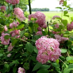 Invincibelle™ Hydrangea 3