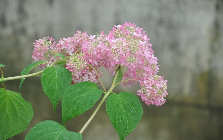 Invincibelle™ Hydrangea