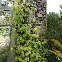 Climbing Hydrangea 3