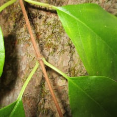 Climbing Hydrangea 4