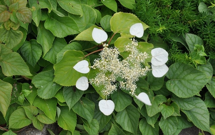 Japanese Hydrangea Vine