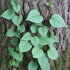 Japanese Hydrangea Vine 2