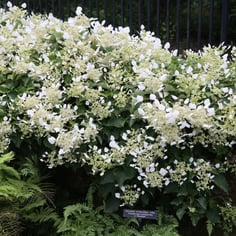 Japanese Hydrangea Vine 3