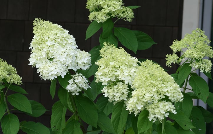 Panicle Hydrangea