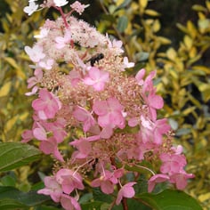 Panicle Hydrangea 4