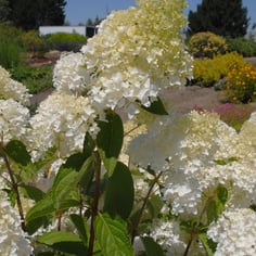 Panicle Hydrangea 3