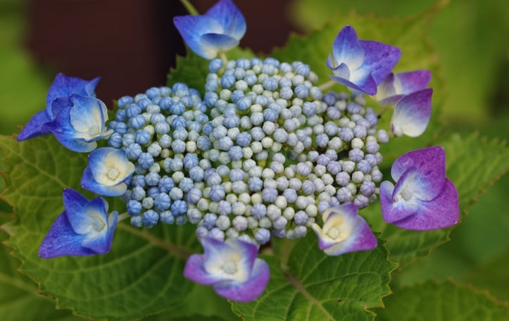 French Hydrangea