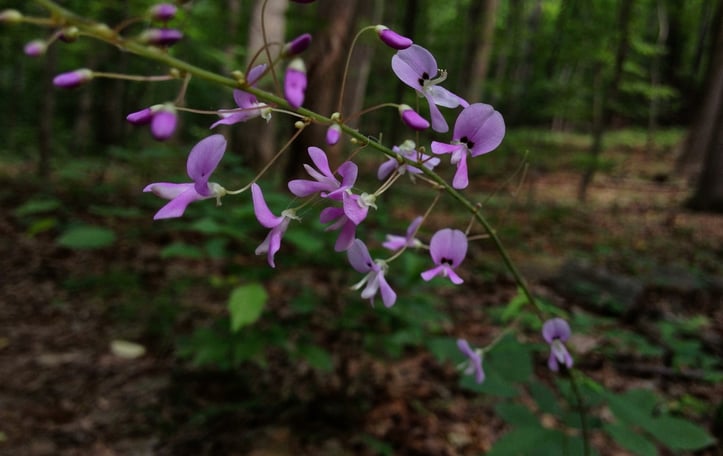 Naked-flowered Tick Trefoil