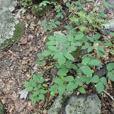 Naked-flowered Tick Trefoil 2