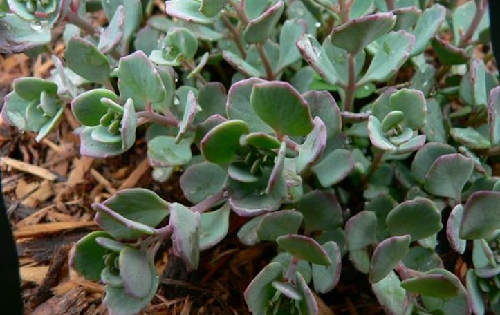 Cliff-dwelling stonecrop
