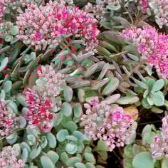 Cliff-dwelling stonecrop 2