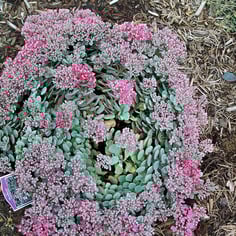 Cliff-dwelling stonecrop 3