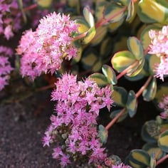 Japanese Stonecrop 2