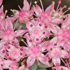 Japanese Stonecrop 3