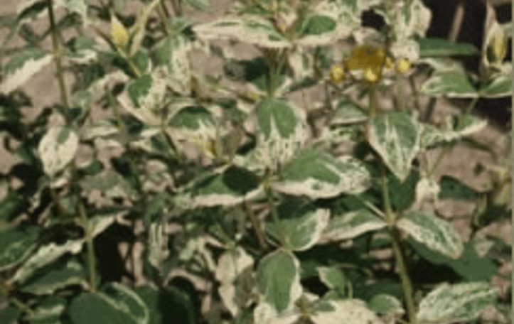 Expressionistic™ Tutsans