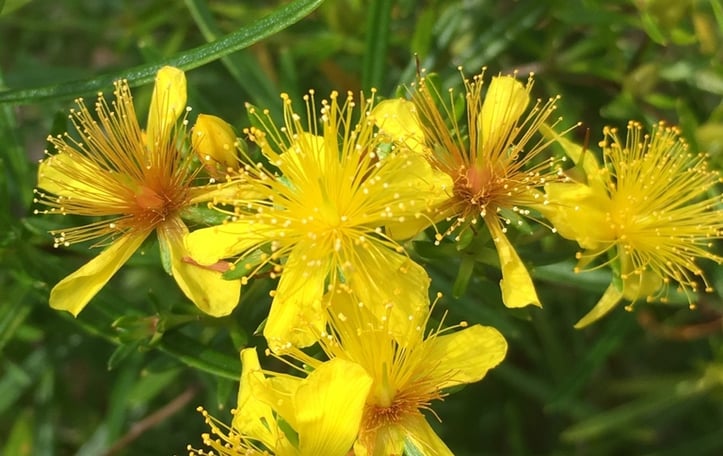 Bushy St. John's Wort
