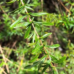 Bedstraw 2