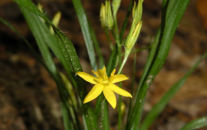 Common Goldstar