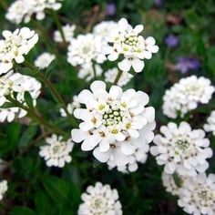 Candytuft 2