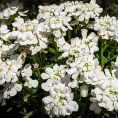 Candytuft 4