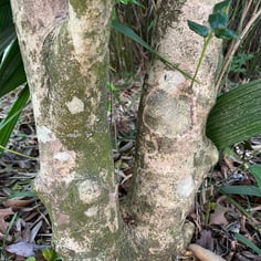 Carolina Sentinel Holly 2