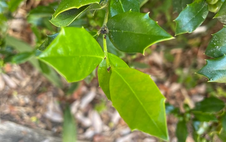Carolina Sentinel Holly