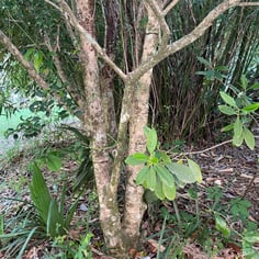 Carolina Sentinel Holly 3