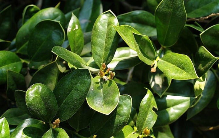 Carissa Chinese holly