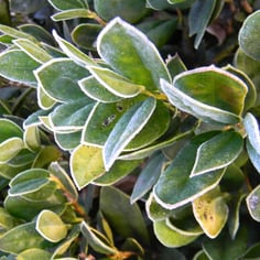 Carissa Chinese holly 2