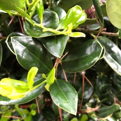 Carissa Chinese holly 3