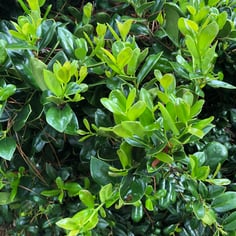 Carissa Chinese holly 4