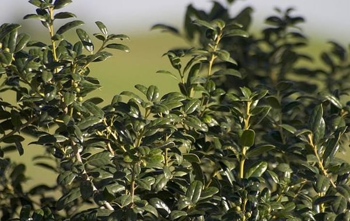 Chinese Holly