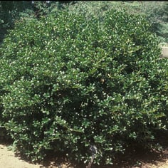 Chinese Holly 4