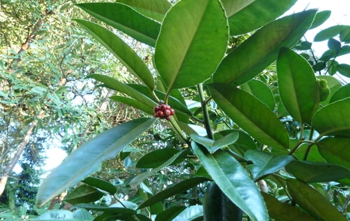 Lusterleaf Holly