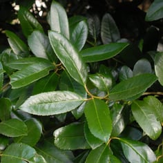 Lusterleaf Holly 2