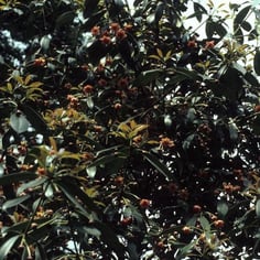 Chinese Anise Tree 4
