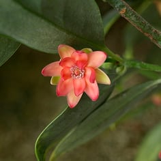 Chinese Anise Tree 2