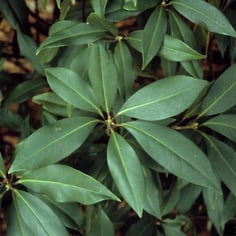Chinese Anise Tree 3
