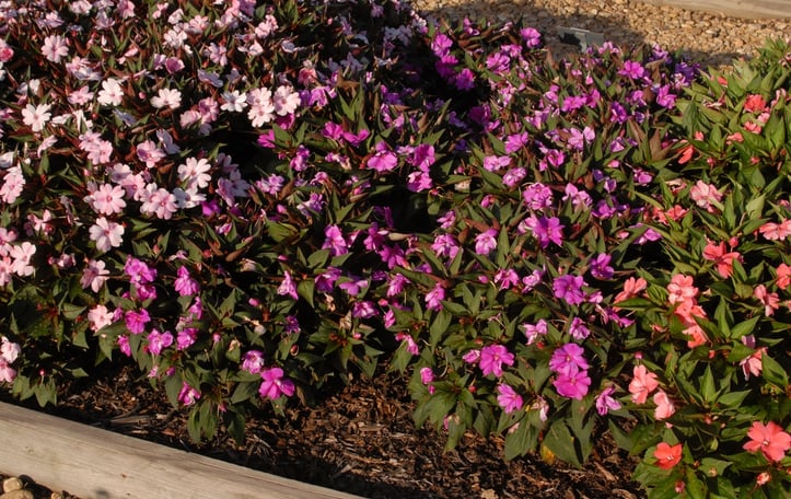 New Guinea Impatiens