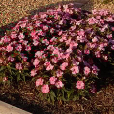 New Guinea Impatiens 2