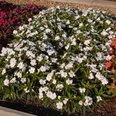 New Guinea Impatiens 3