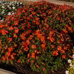 New Guinea Impatiens 4
