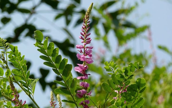 Articulata False Indigo